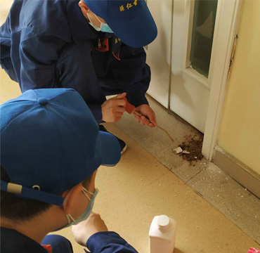 白蚁治理，白蚁防治